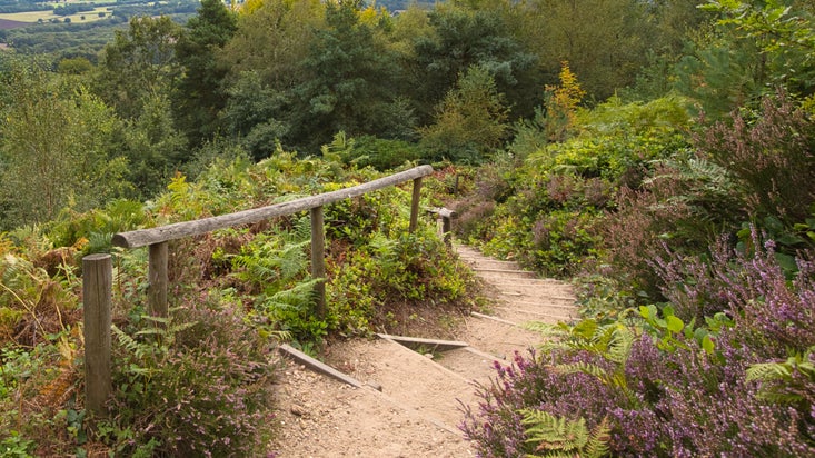 View of the steps to Leith Hill Tower surrounded by heather and trees
